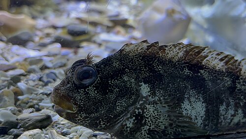 Blennie Gattorugine