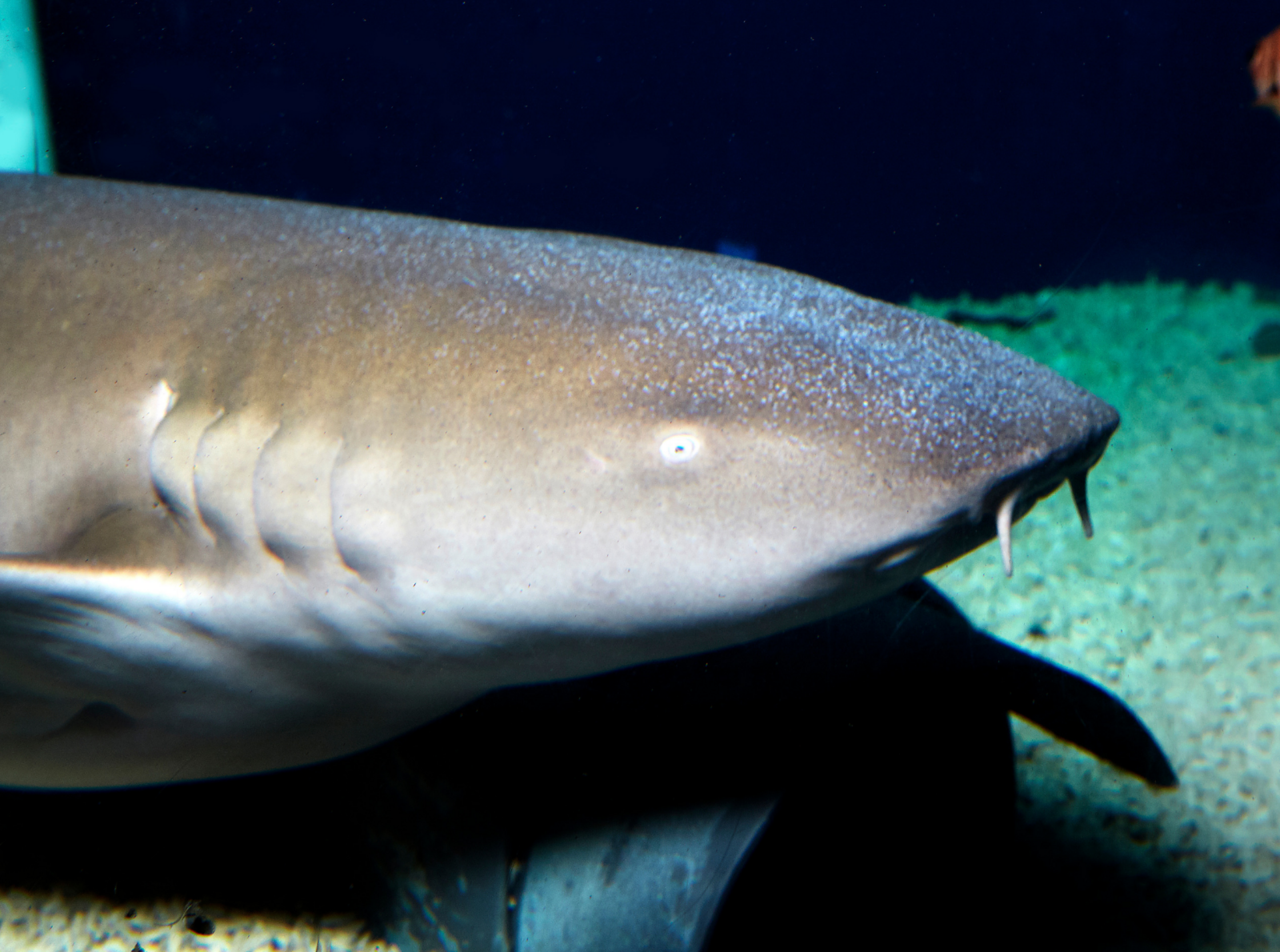 Requin Nourrice