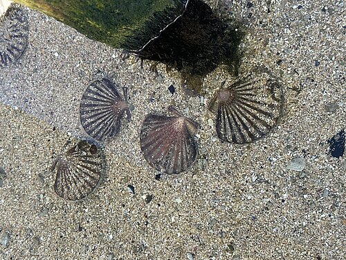 Coquille Saint-Jacques