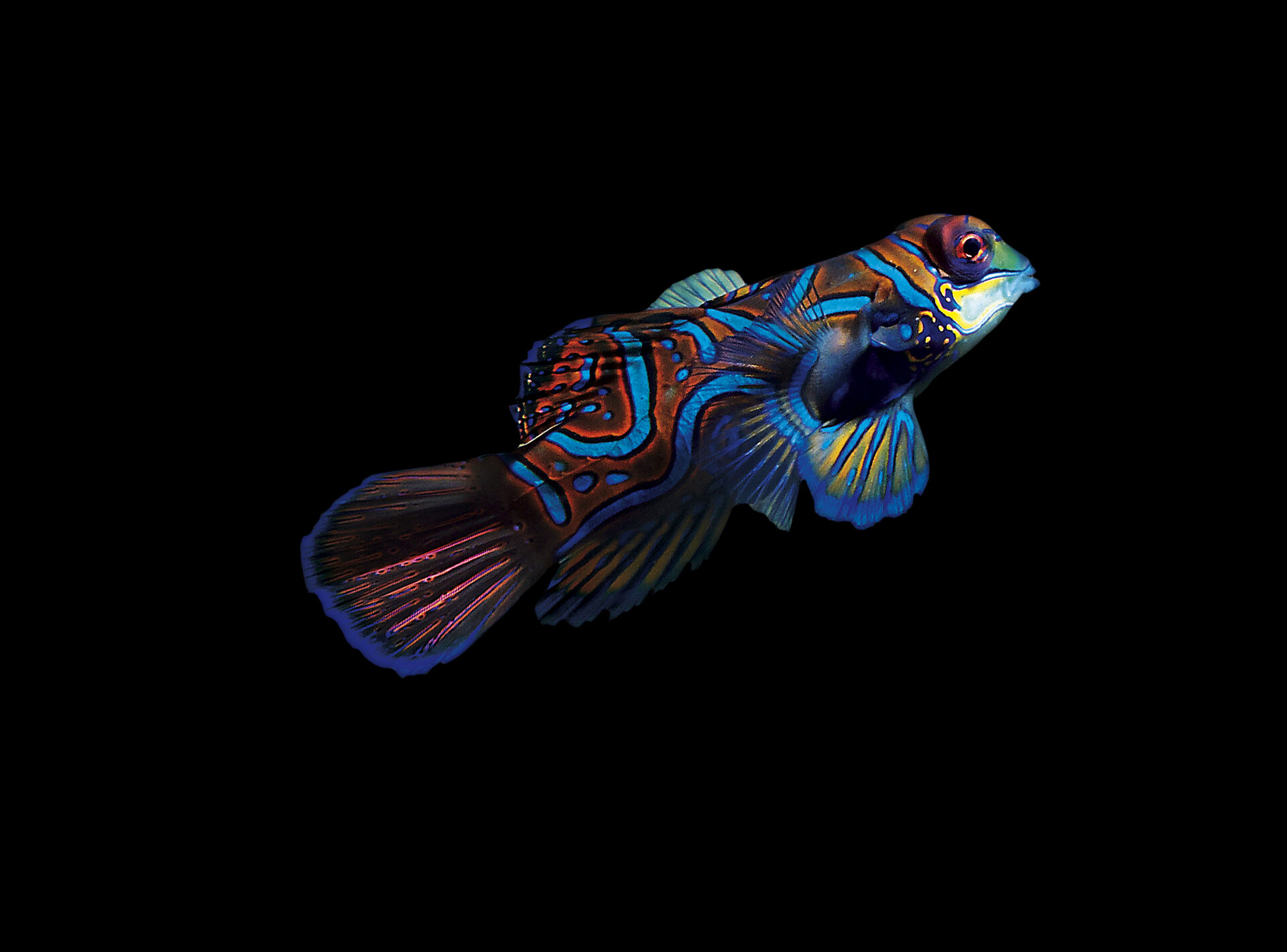 Poisson mandarin