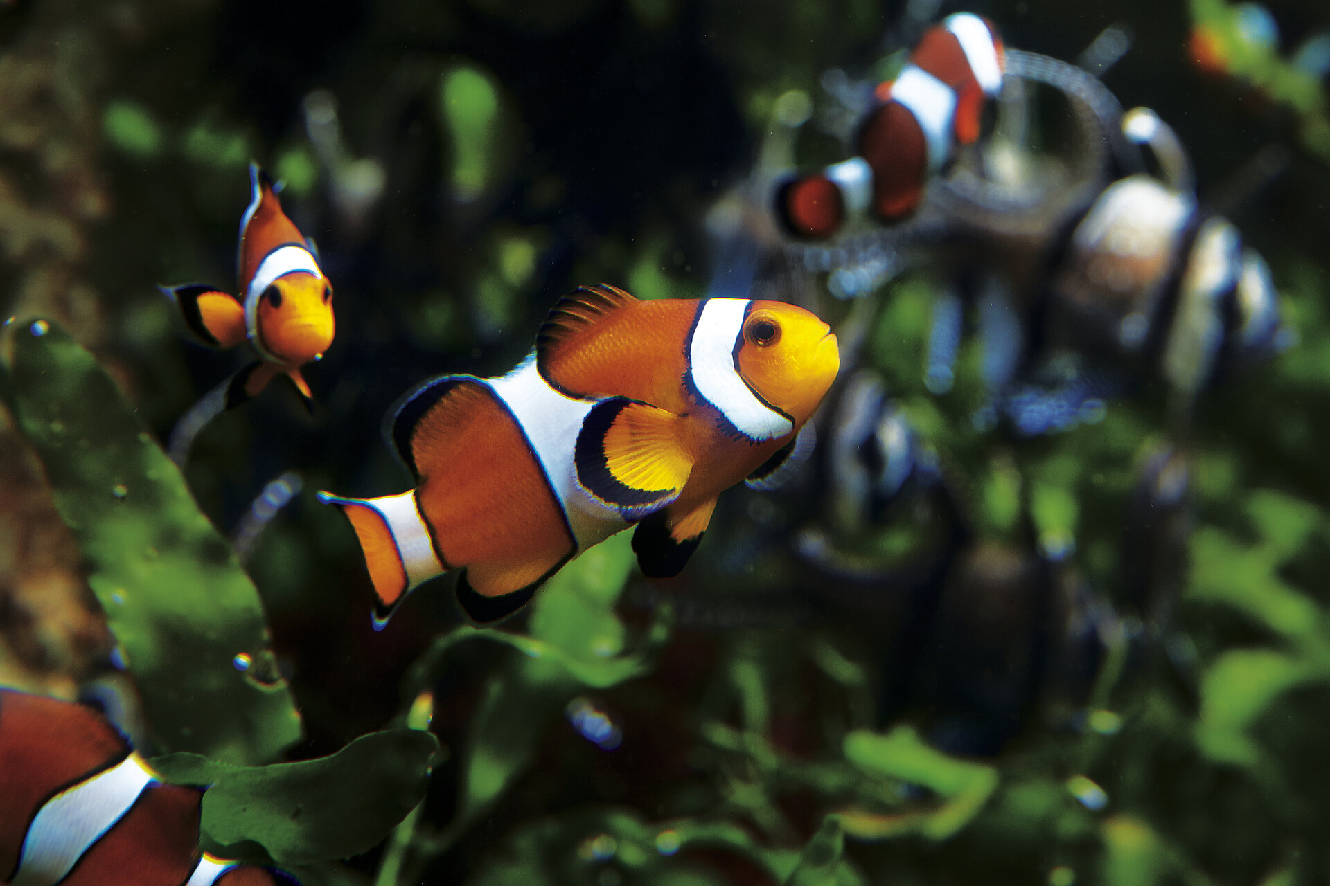 Poisson-clown à trois bandes