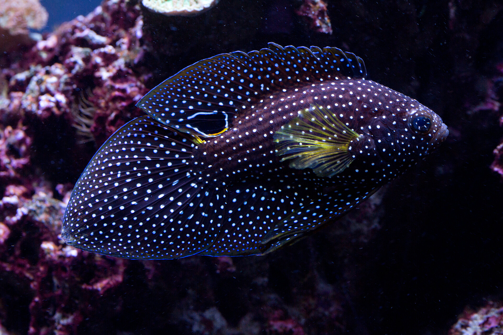 Poisson comète