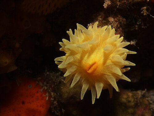 Corail Jaune Solitaire