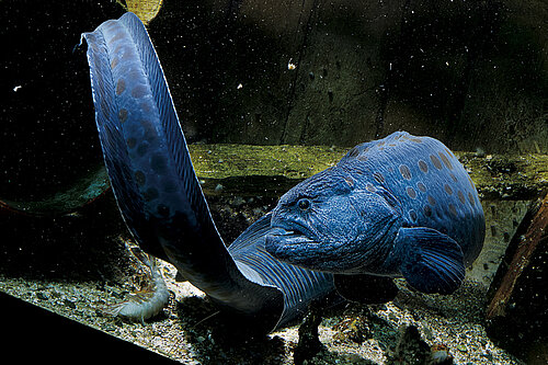 Poisson loup à ocelles
