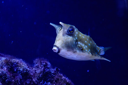 Poisson vache