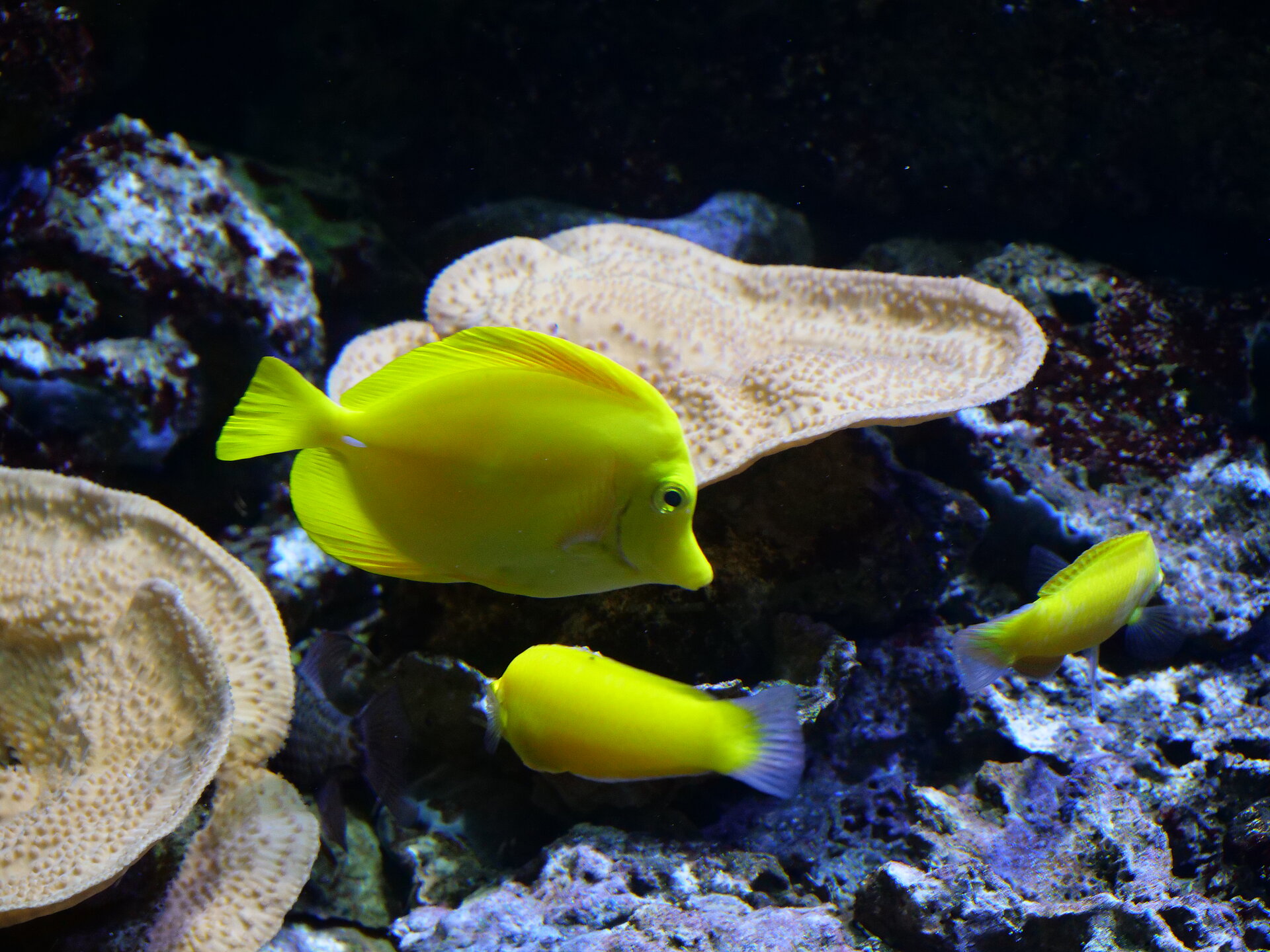 Chirurgien jaune