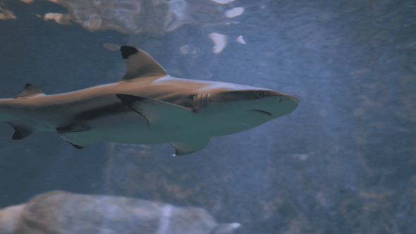 Soigneur d'un jour requins