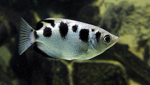 Poisson archer