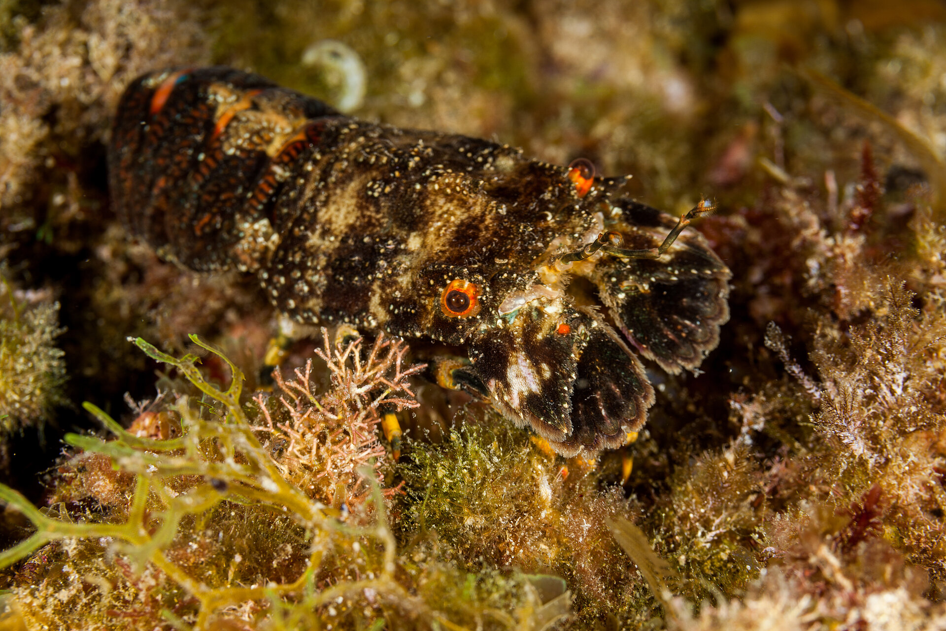 Petite cigale de mer