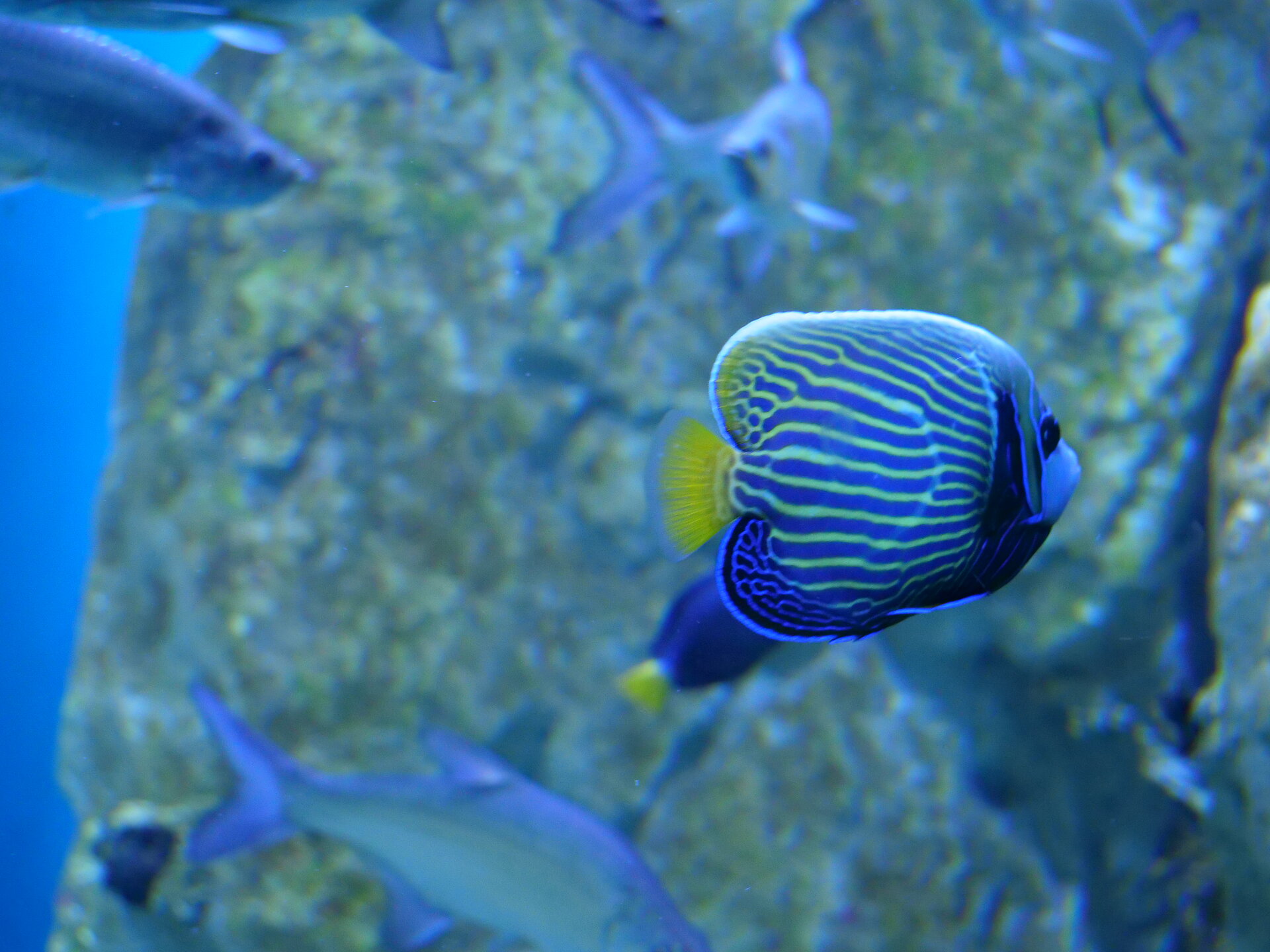 Poisson-ange empereur
