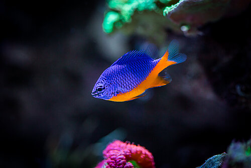 Demoiselle Azure