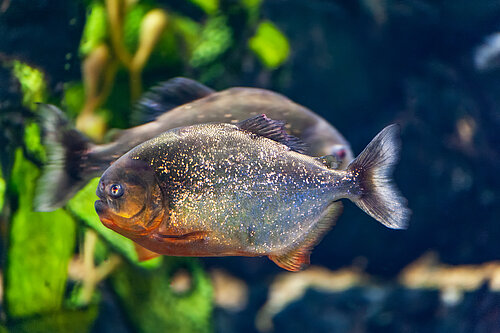 Piranha à ventre rouge