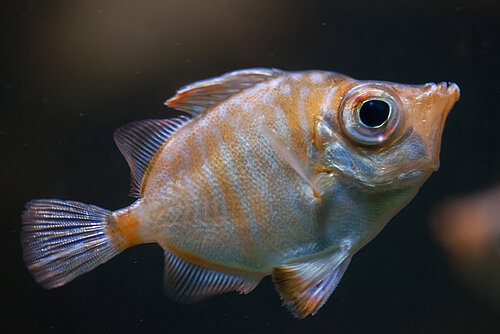Sanglier de mer