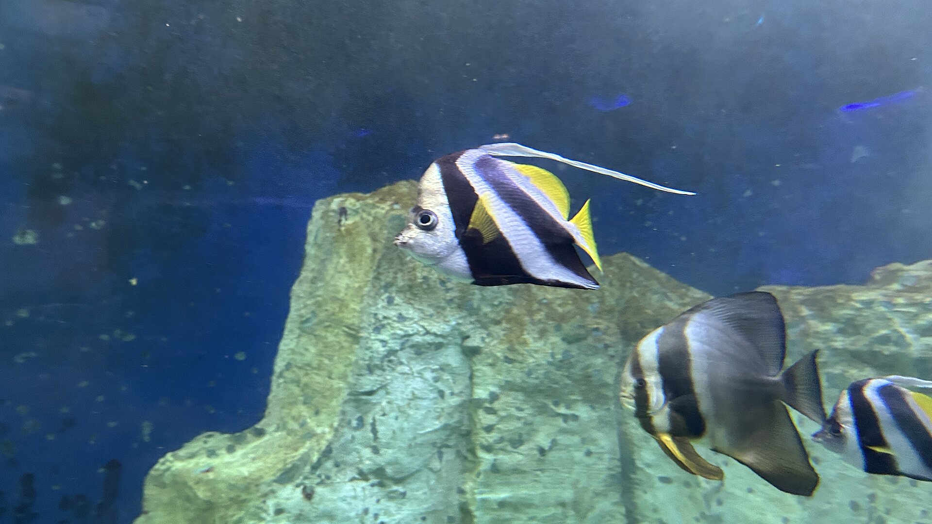 Poisson cocher