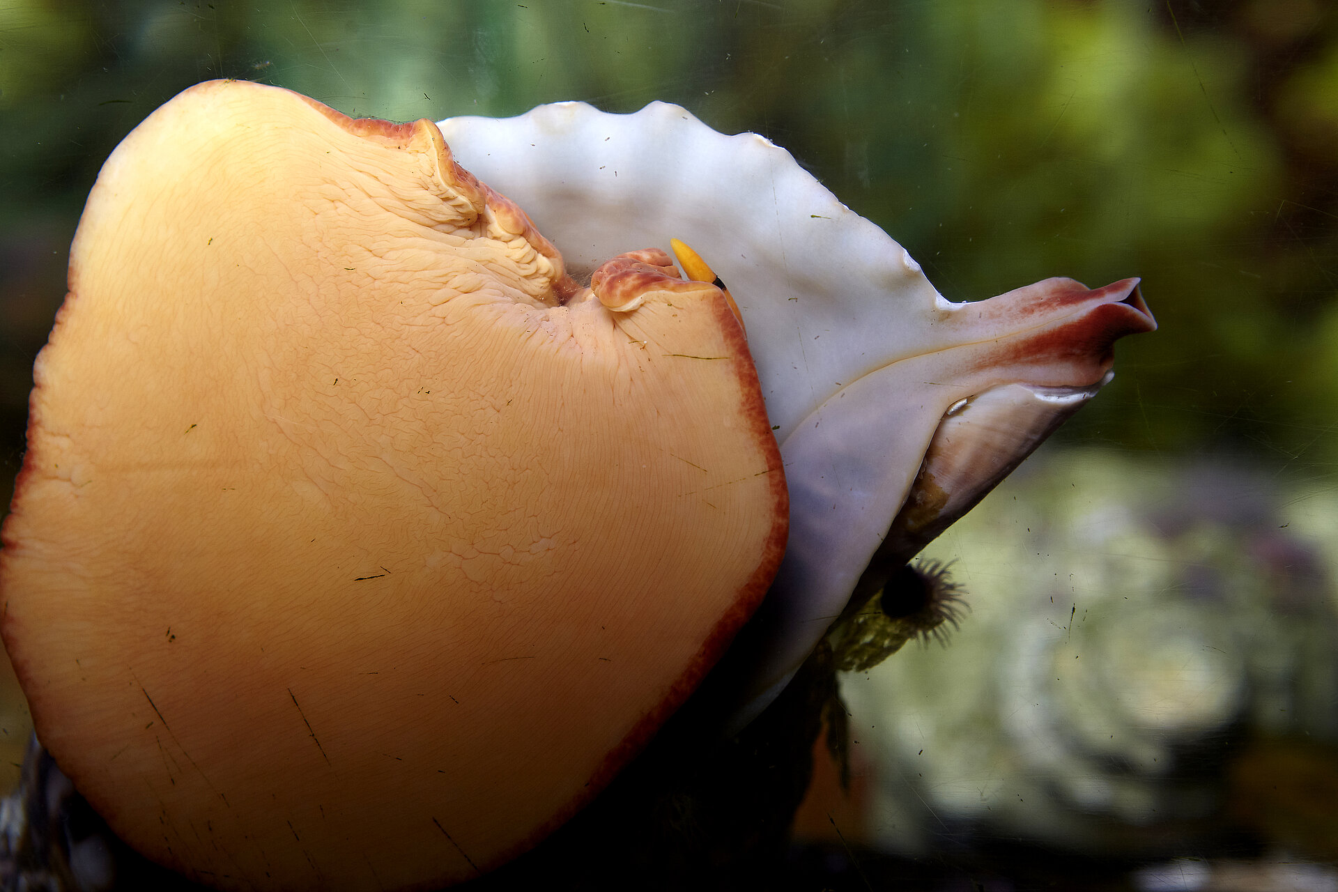 Triton noueux