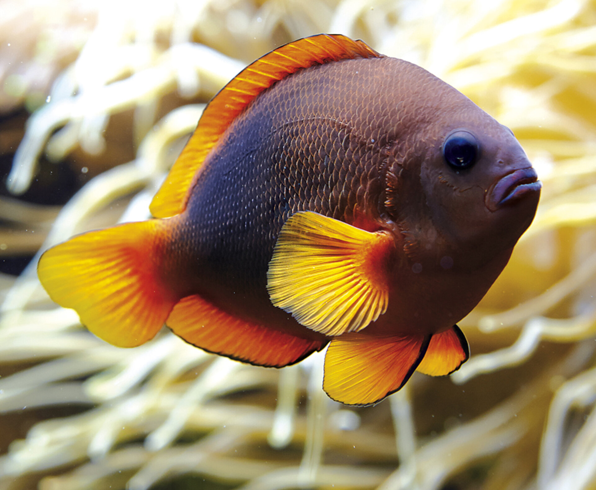 Poisson clown à selle