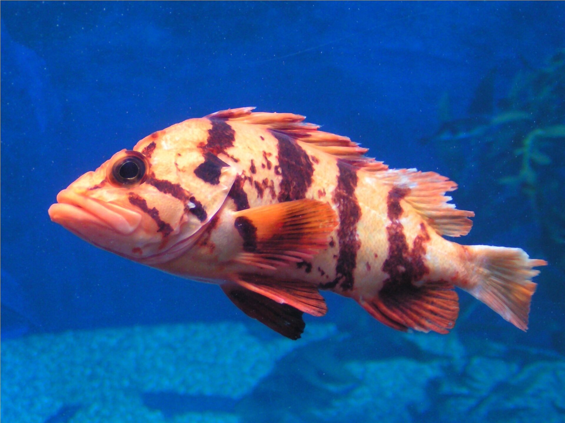 Sébaste tigre