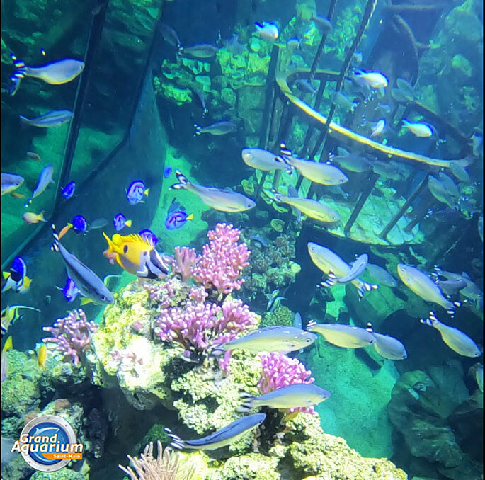 Visite de l'aquarium de Saint Malo avec un bébé