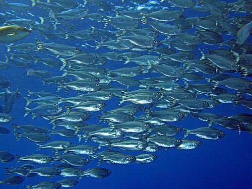Poisson pavillon rayé
