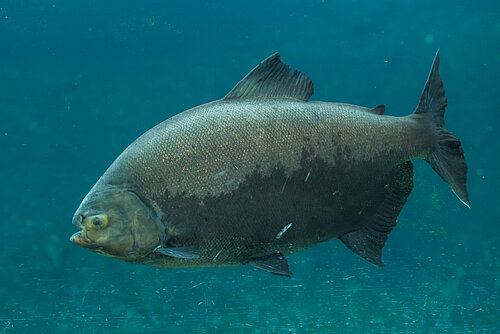 Pacu