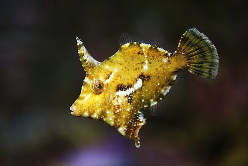 Poisson-lime des herbiers
