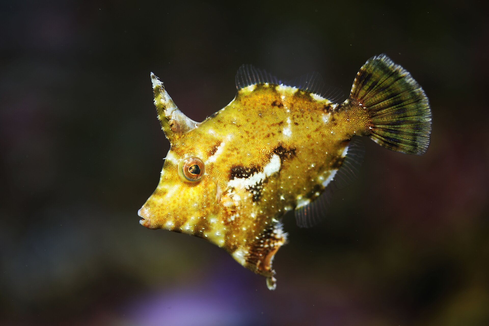 Poisson-lime des herbiers