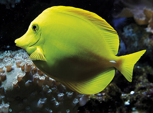Chirurgien jaune