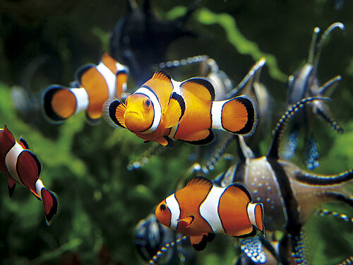 Poisson-clown à trois bandes