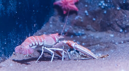 Langoustine