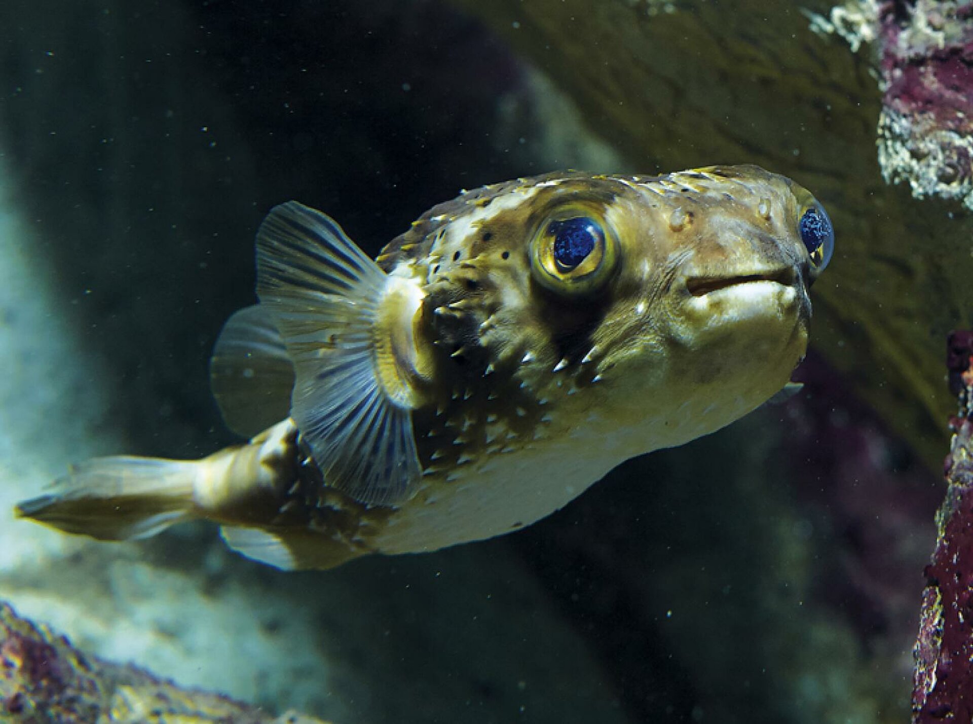 Poisson porc-épic