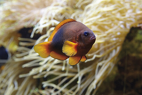 Poisson clown à selle