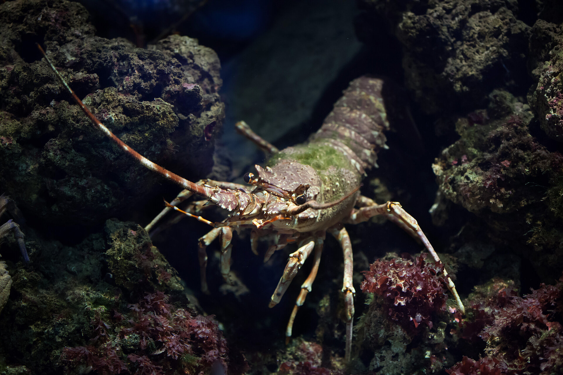 Langouste rouge
