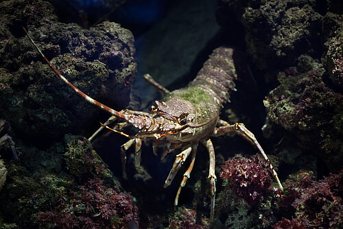 Langouste rouge