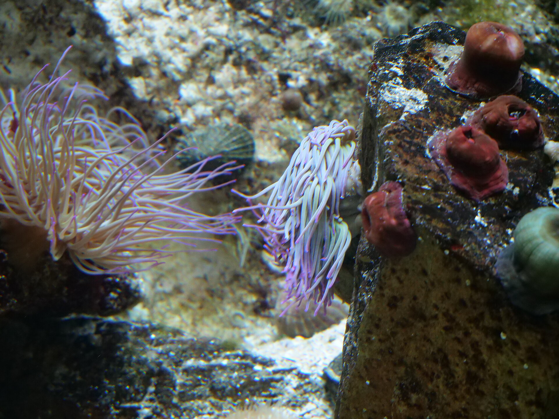 Ortie de mer