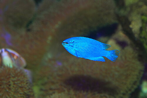 Demoiselle bleue