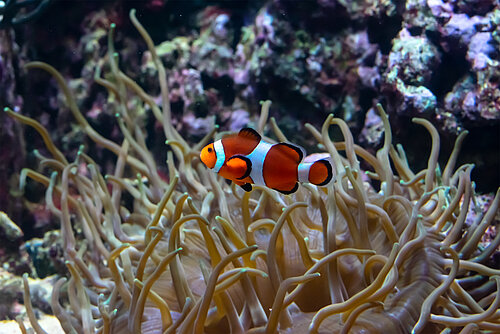 Poisson clown à 3 bandes