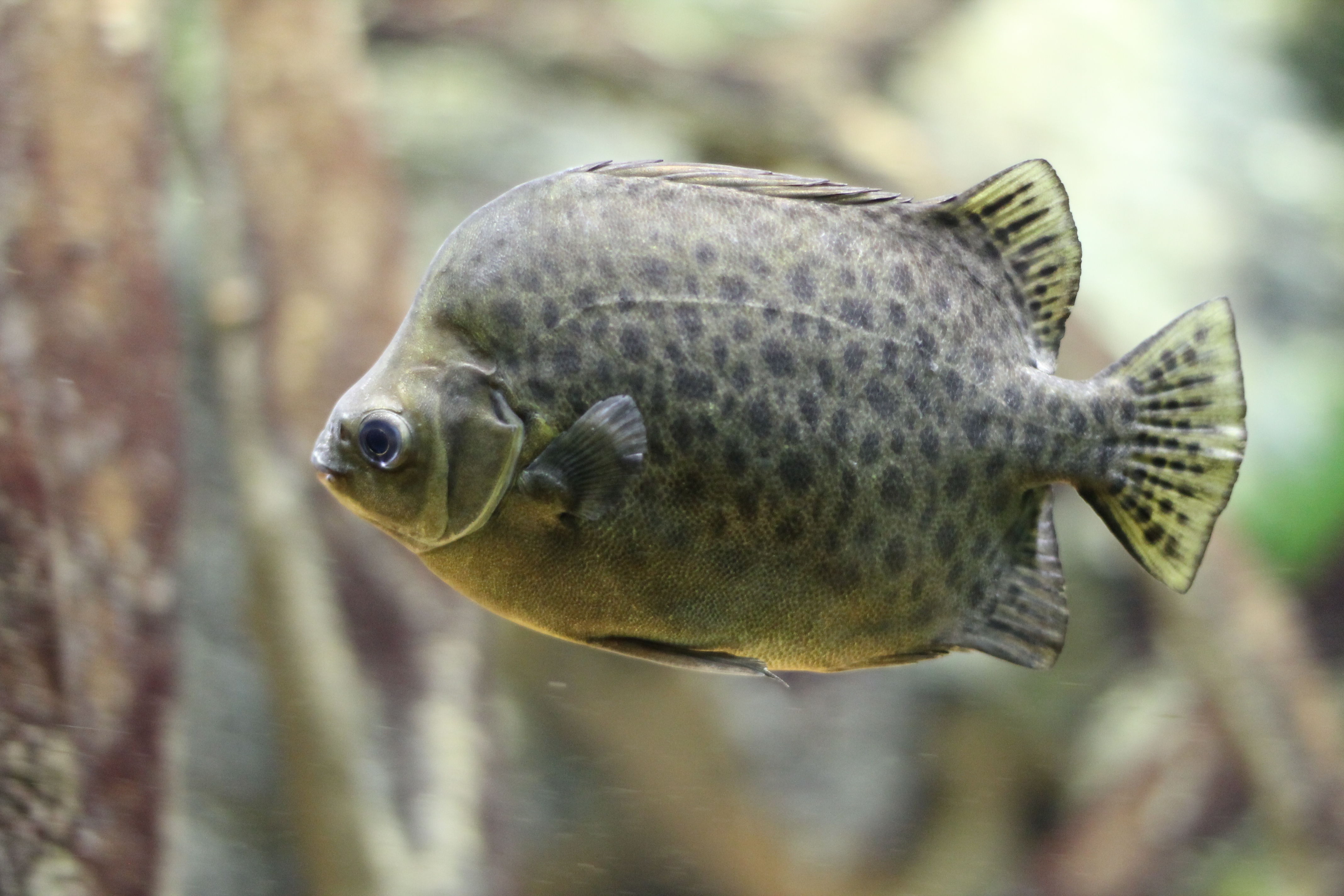 Scatophage