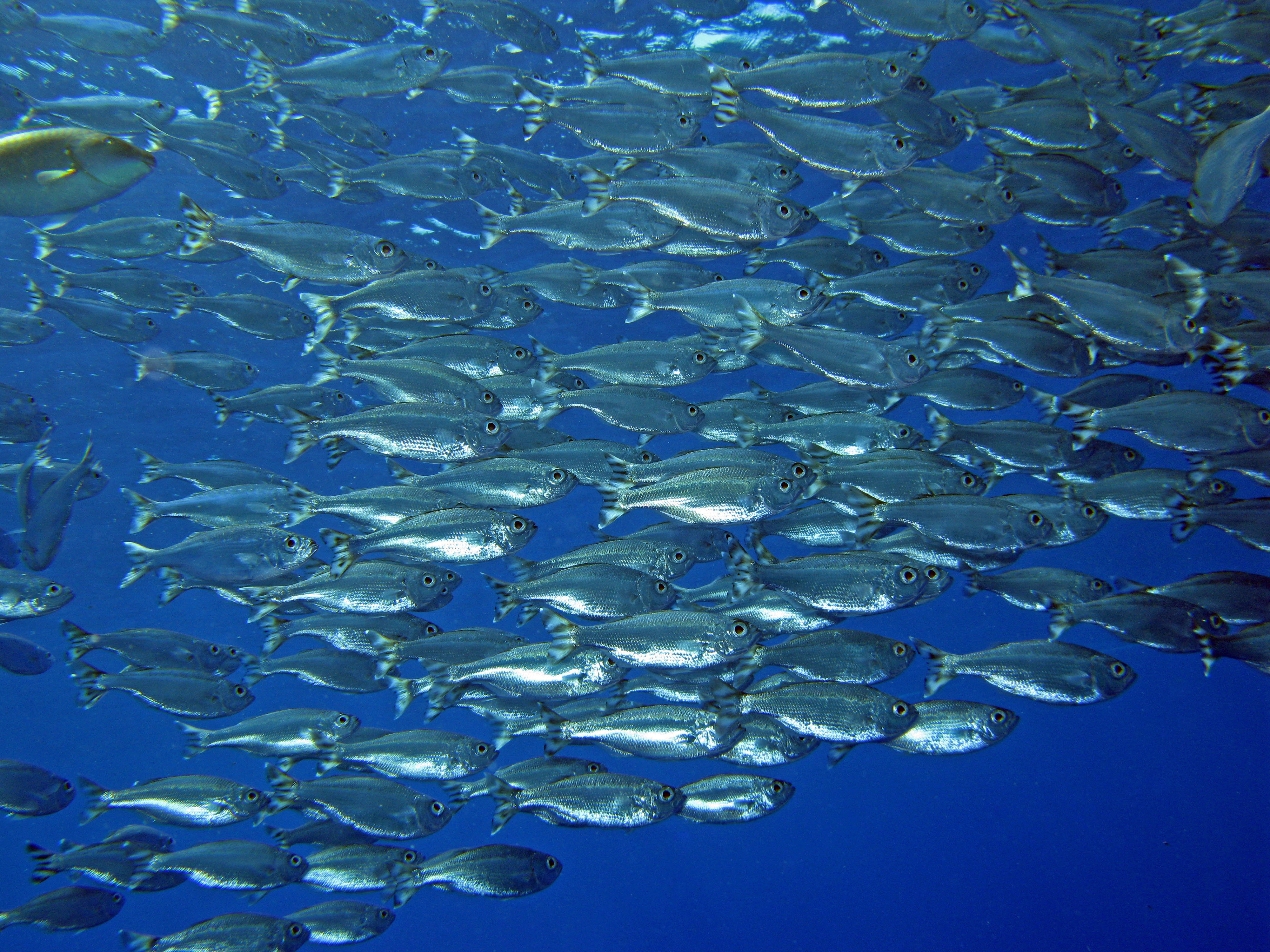 Poisson pavillon rayé