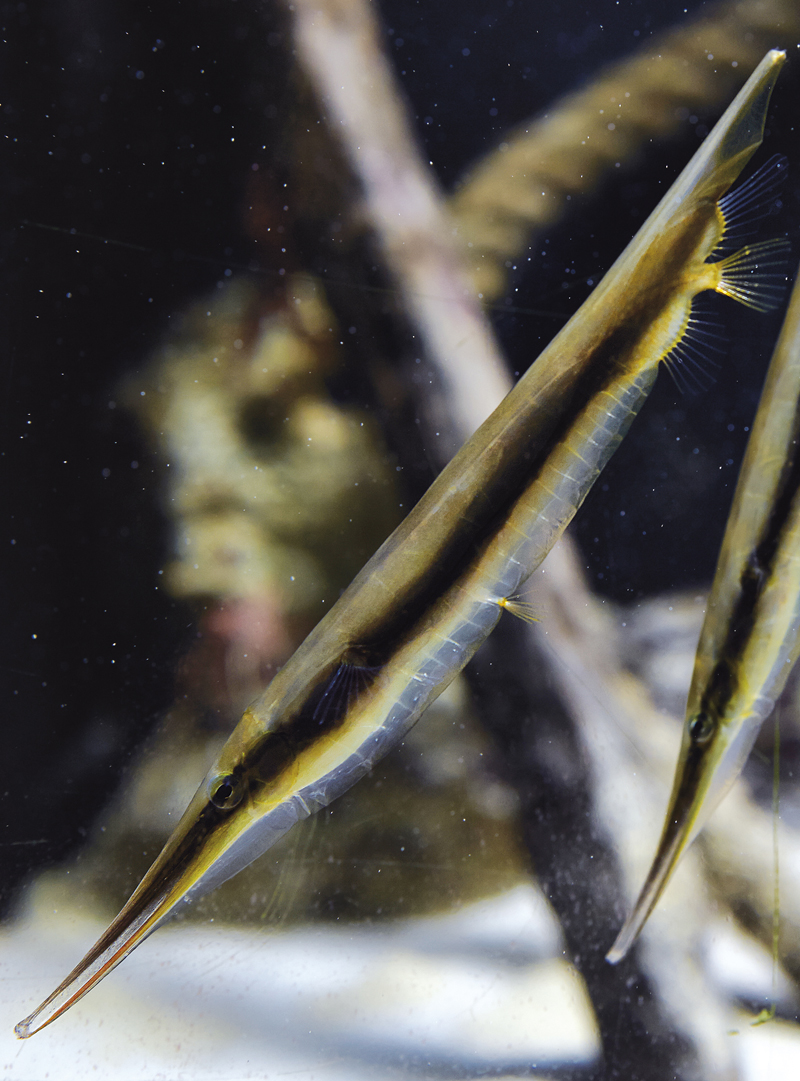 Poisson rasoir