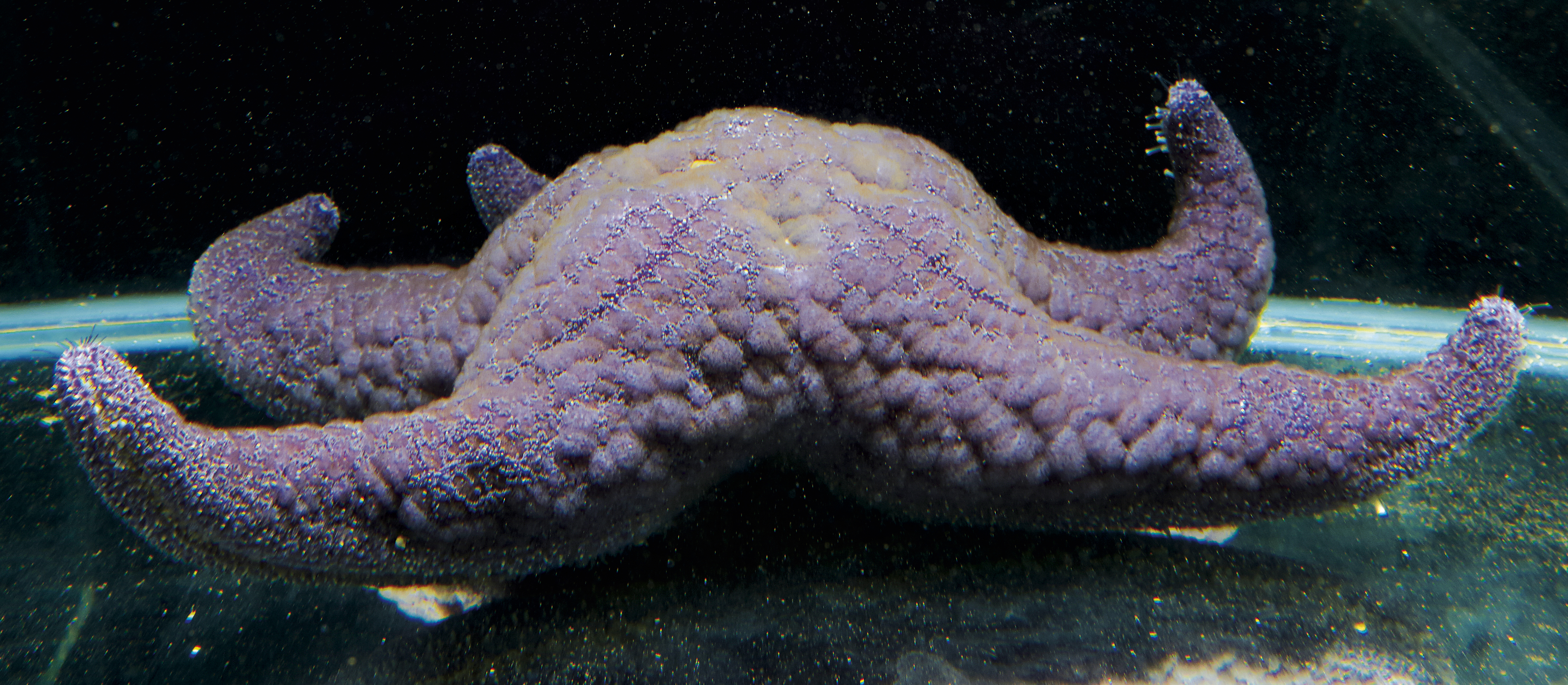 Étoile de mer géante
