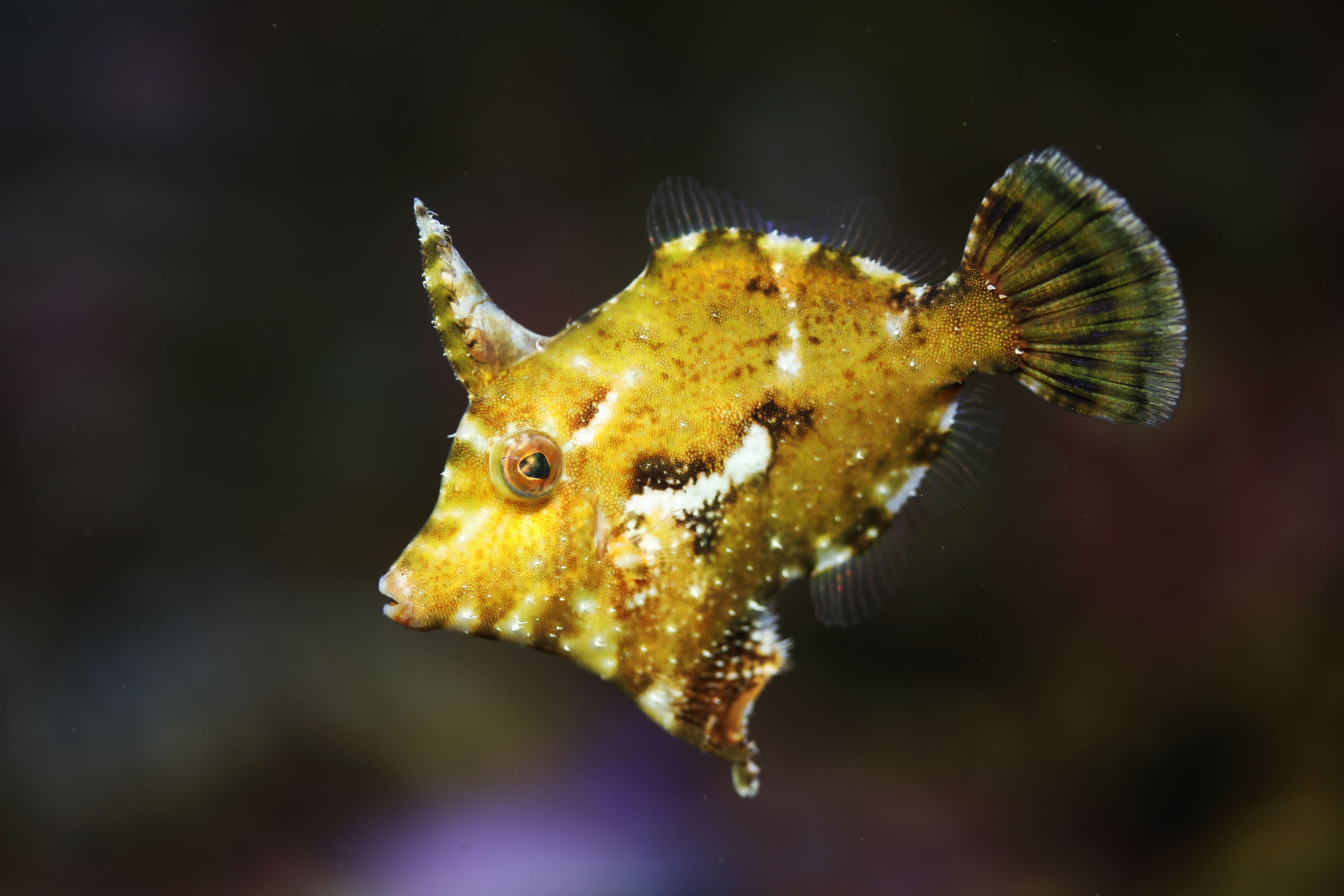 Poisson-lime des herbiers
