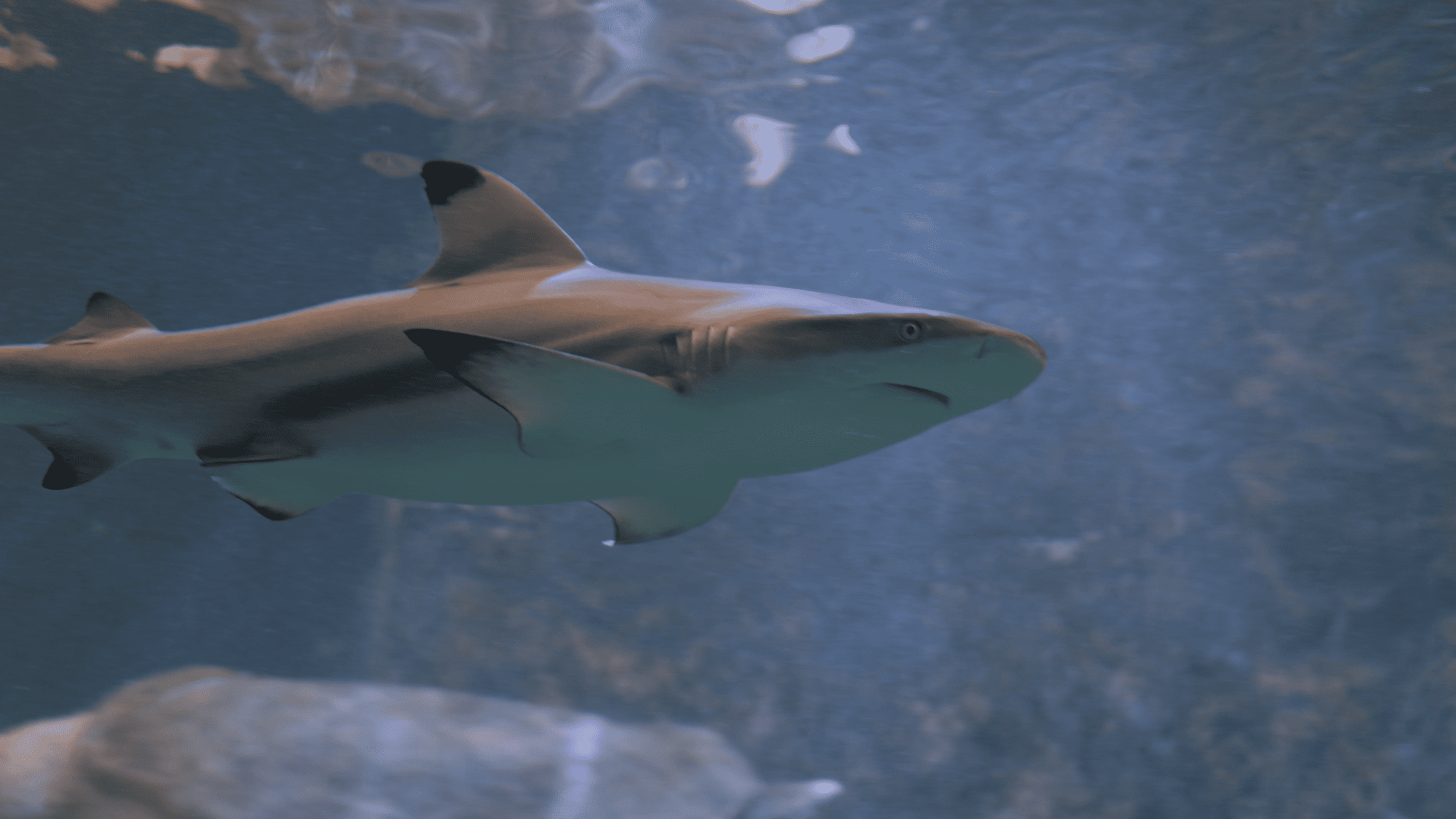 Requin à pointes noires