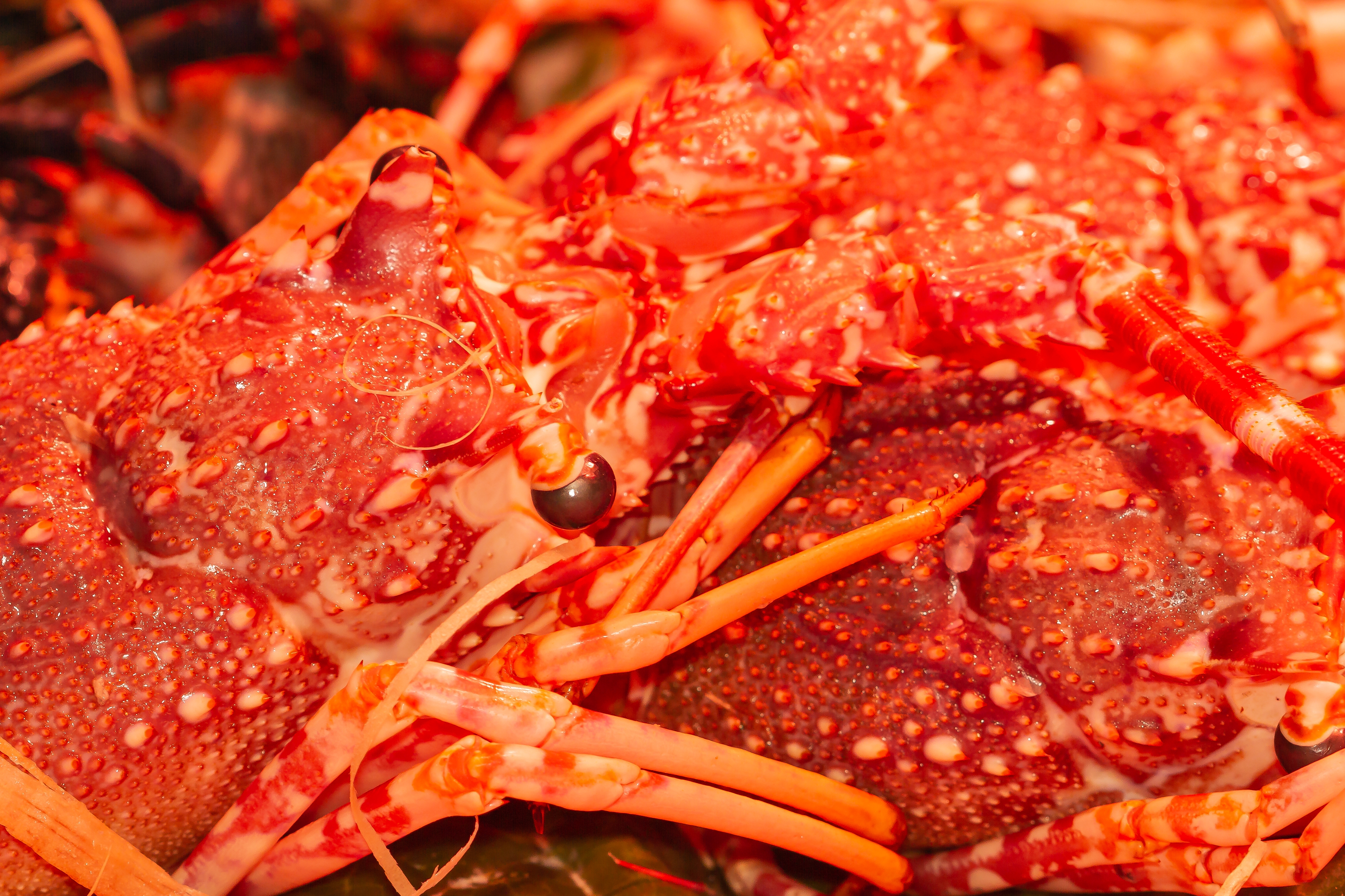 Langouste rouge