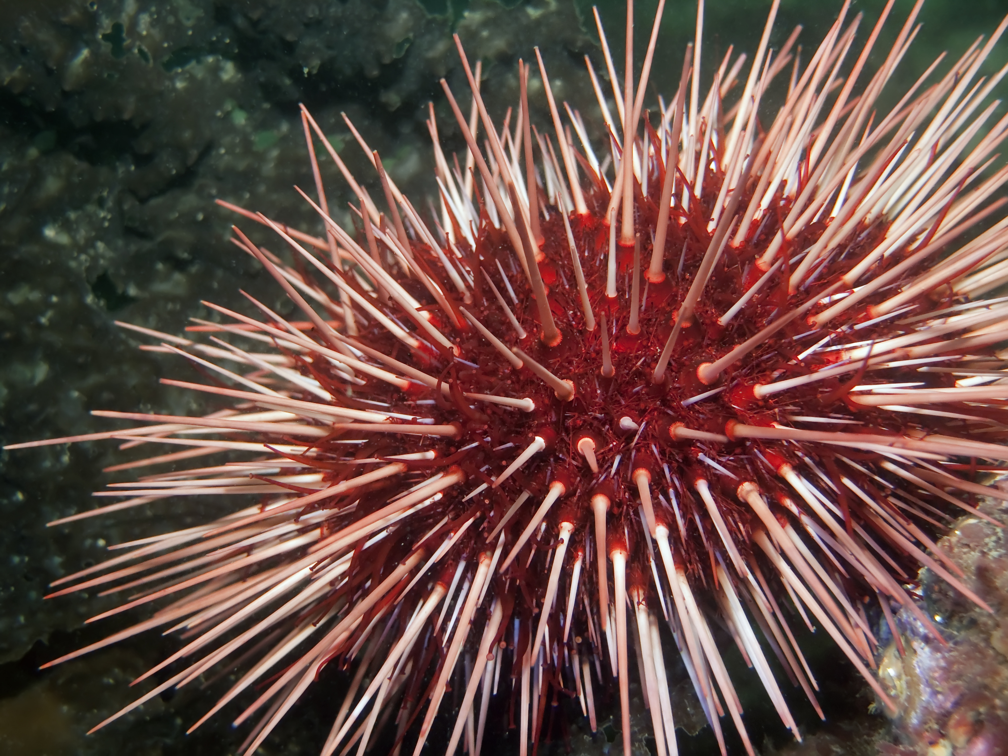 Oursin rouge géant