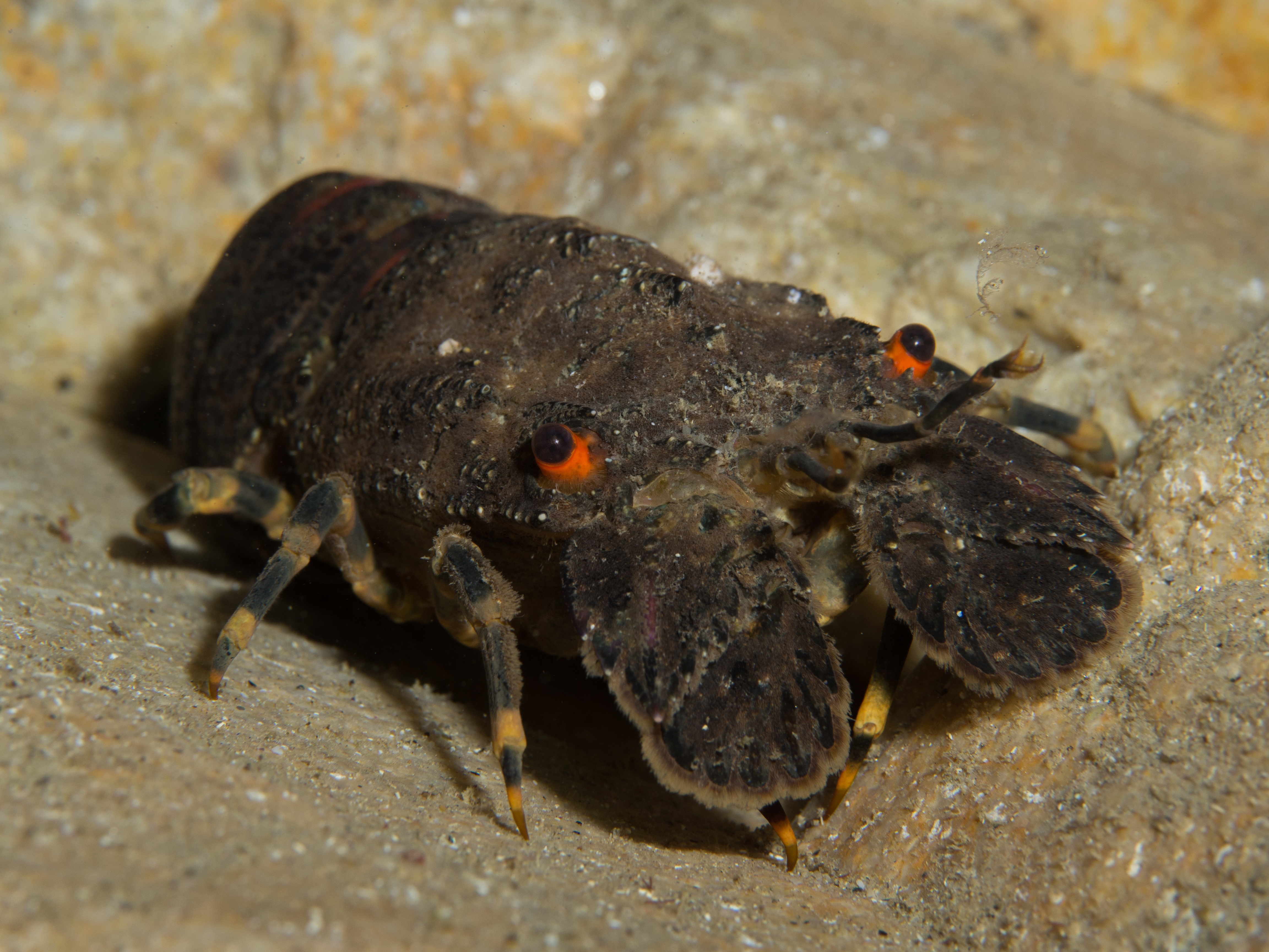 Petite cigale de mer