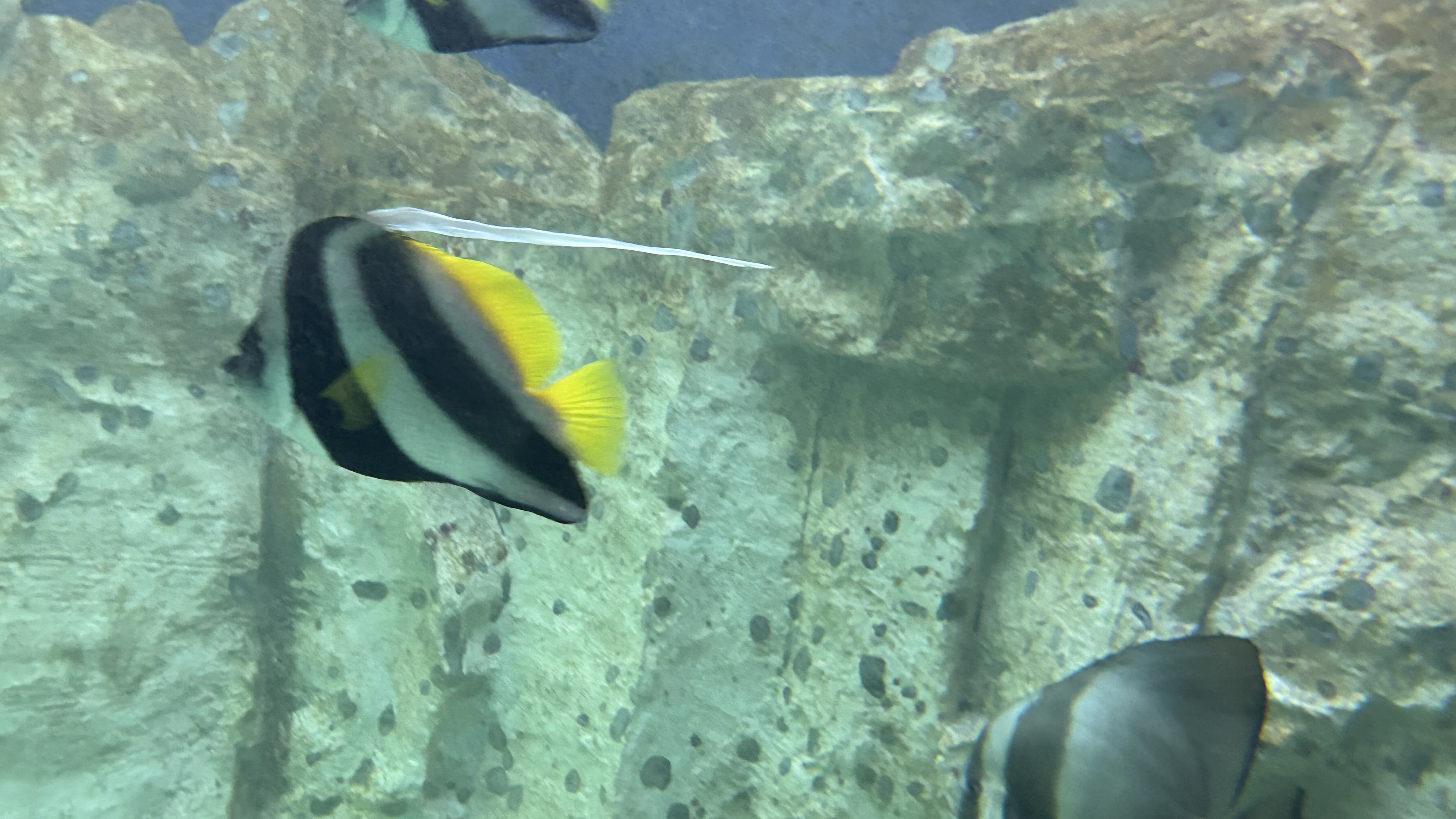 Poisson cocher
