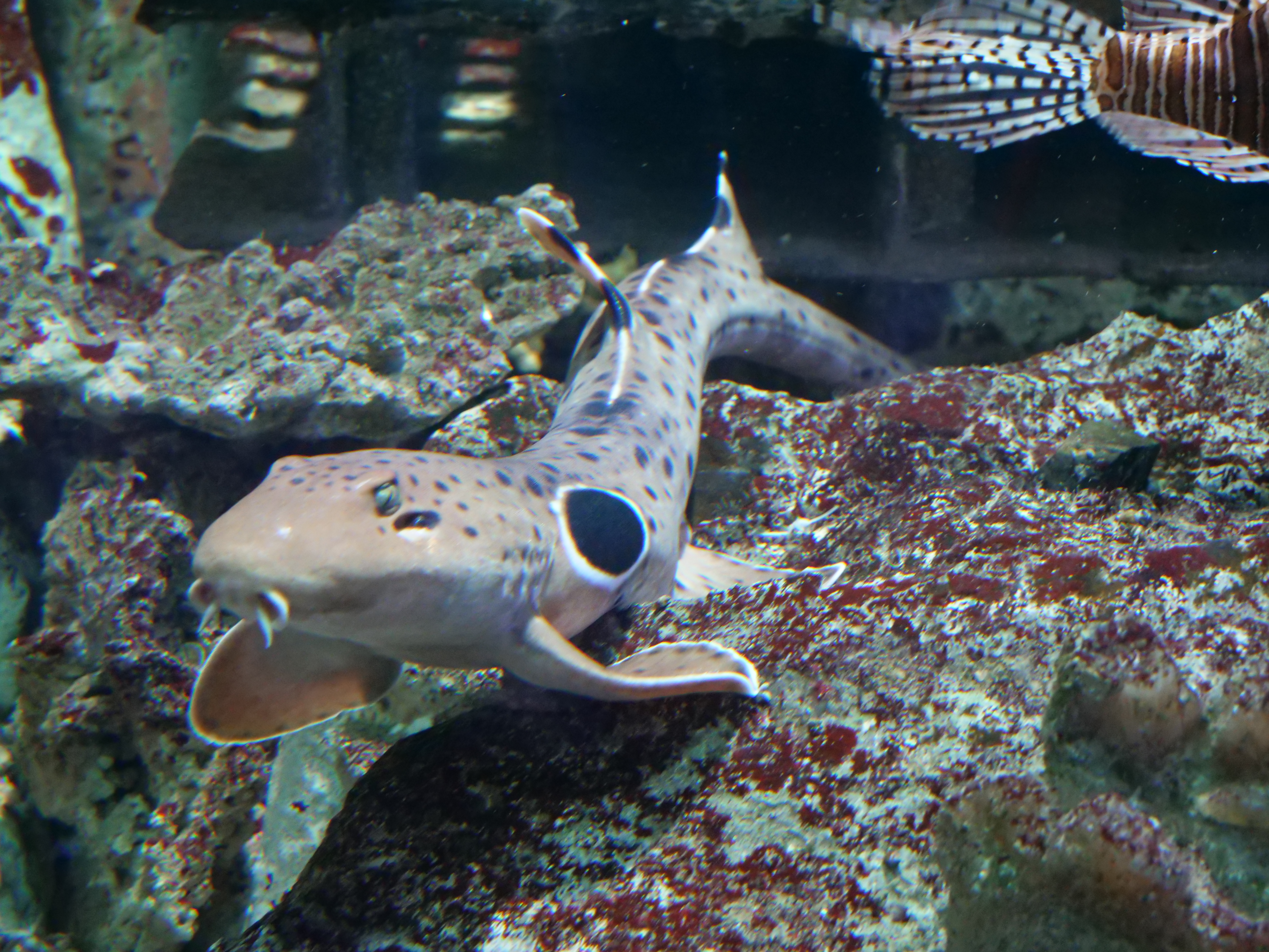Requin-chabot ocellé