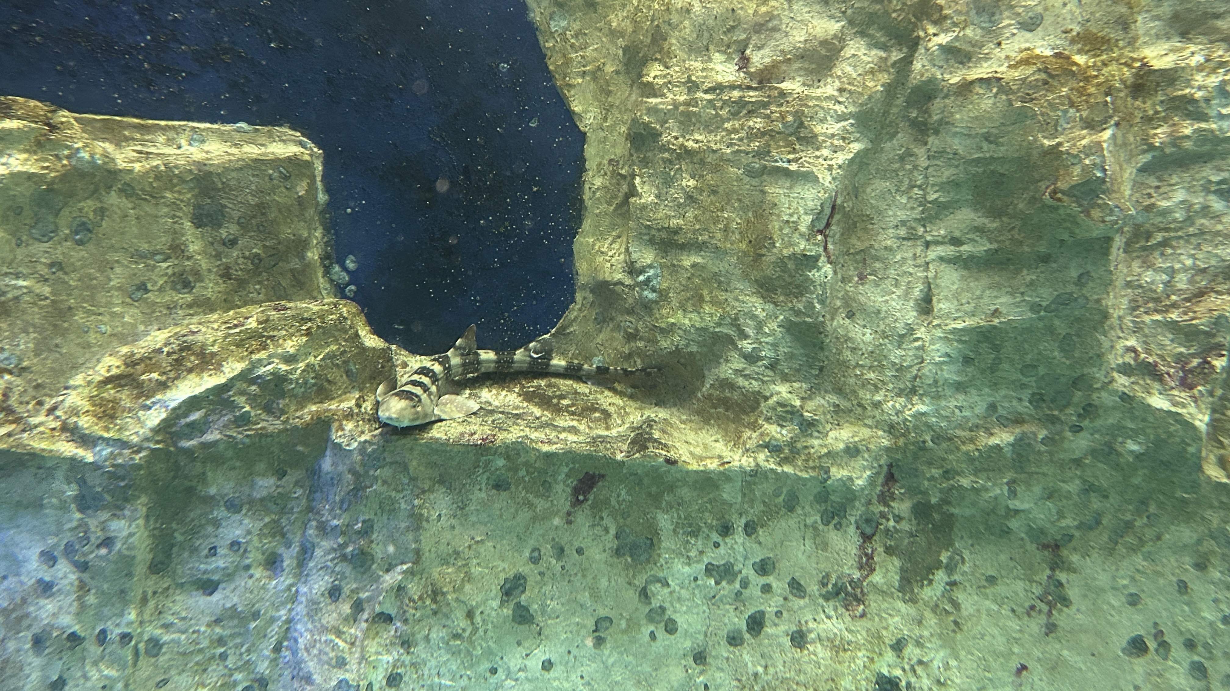 Requin chabot à tâches blanches