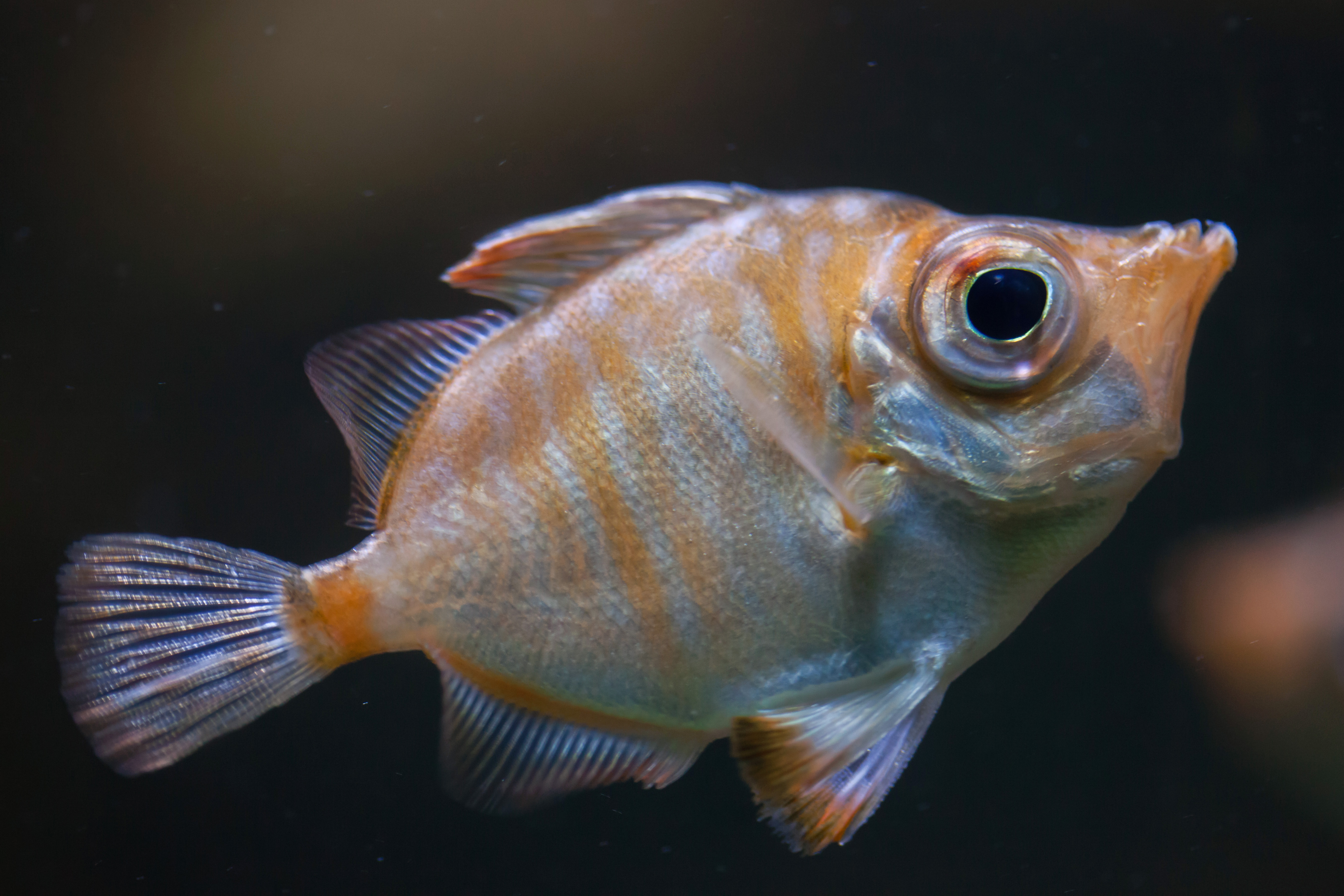 Sanglier de mer