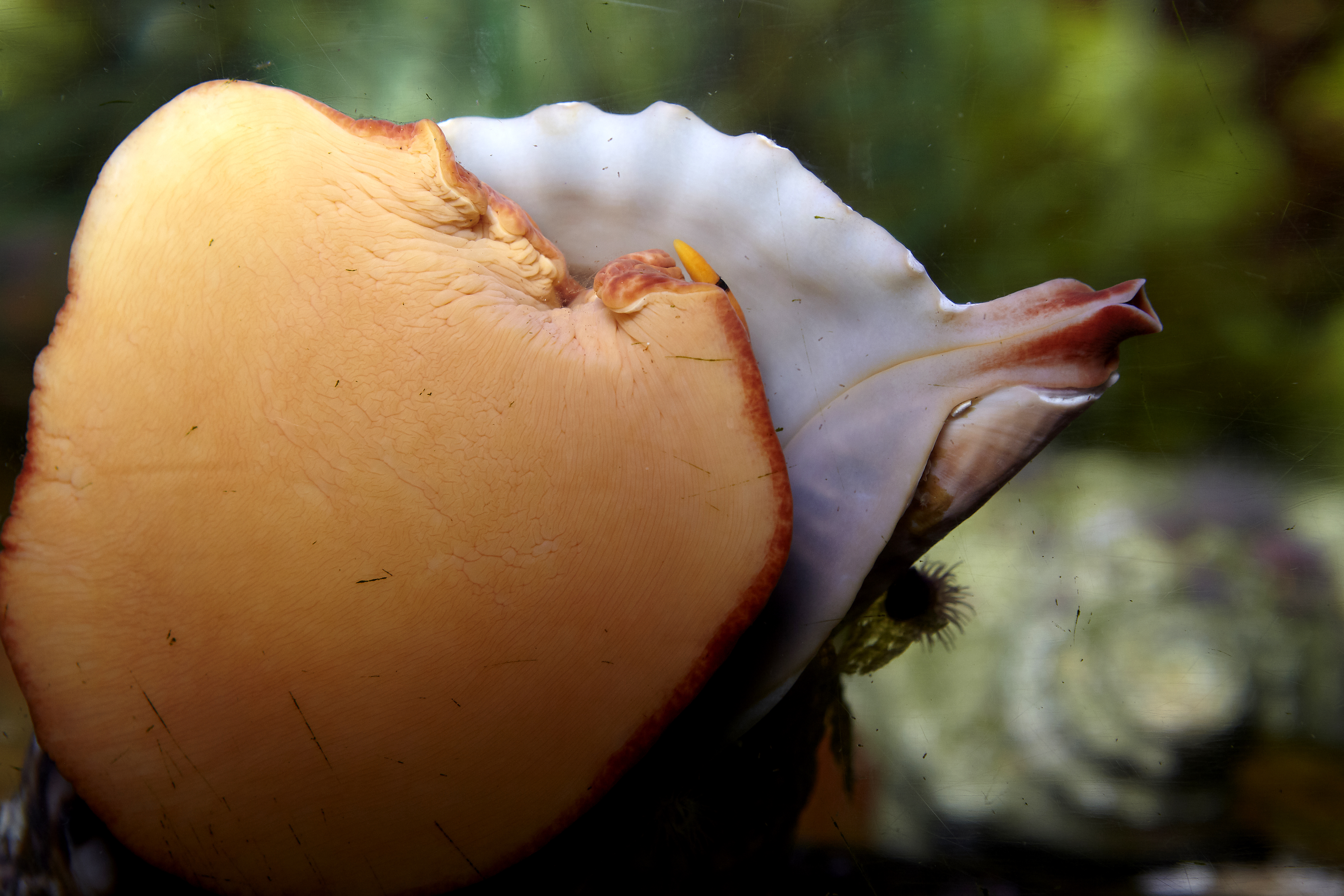 Triton noueux